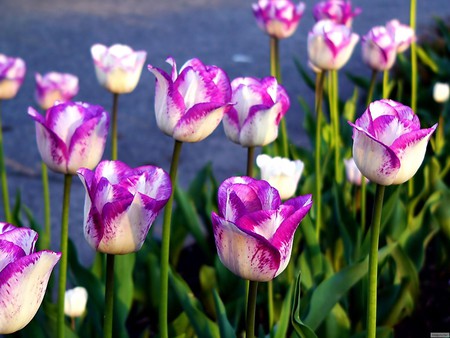 Shaded tulips - flower, purple, tulip, nature, shadow