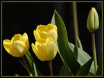 Yellow tulips