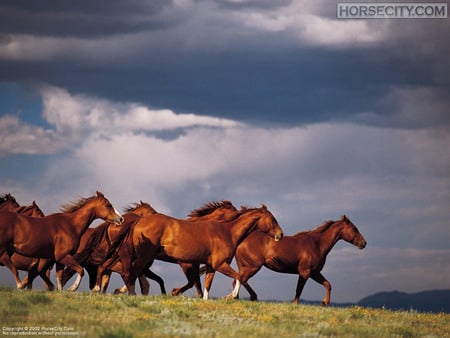 Wild horses - prairie, animal, nature, run, horse