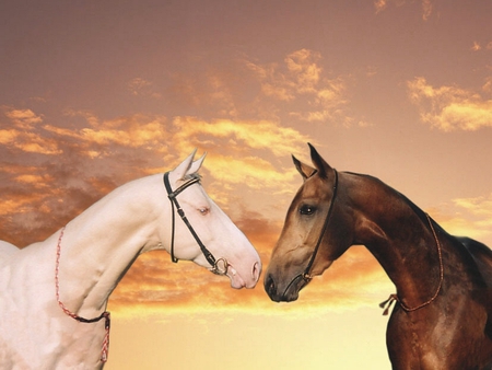 Love at sunset - animal, sunset, nature, run, love, horse