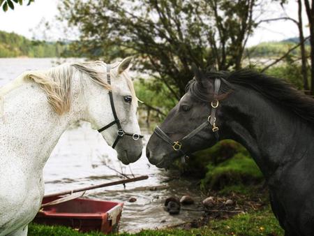 Face to face - river, animal, nature, boat, run, horse