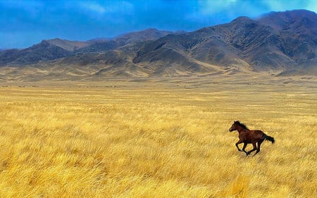 Lonely horse in yellow field - animal, nature, run, hay, horse