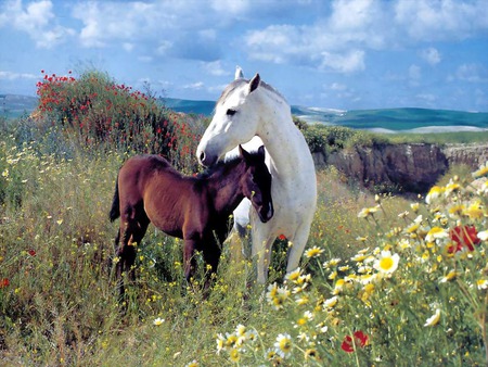 Mother's love - run, horse, animal, nature, grass