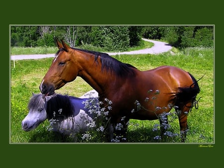 Horse - animal, nature, green, run, horse