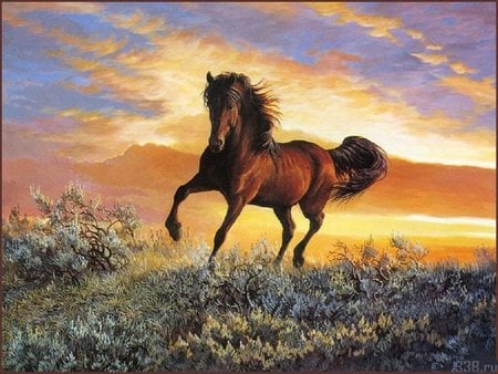 Spirit of freedom - animal, sunset, nature, run, horse, sky