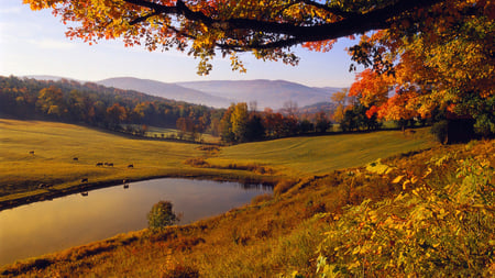 Autumn Grazing - mountains, meadow, cows, pasture, hills, farm, lake, pond, field, cattle, trees, nature, autumn