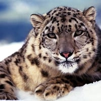 Snow Leopard