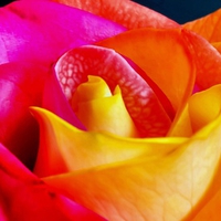 Colourful rose