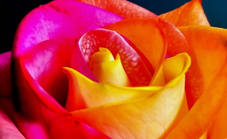 Colourful rose - beauty, yellow, colours, pink, red, beautiful flower, rose, colourful rose