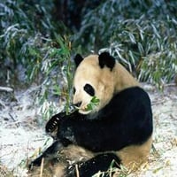 HD Panda