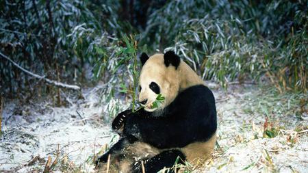 HD Panda - white, paws, snow, panda, black