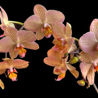 Orchids