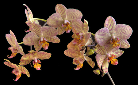 Orchids - flowers, nature, flori, orchids, orquidea, orhidee, flor