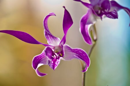 Orchids  - flori, orquidea, flower, flor, nature, purple, lila, mov, orchids, orhidee