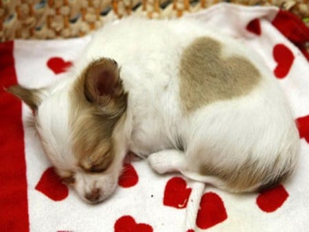 Im I Sleeping? - white, sleeping, sleep, hearts, dog