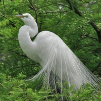 Whit Peacock