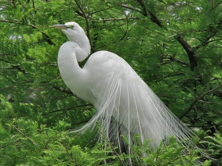 Whit Peacock - white, peacock, green, tree, marks