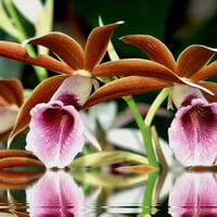 Orchids