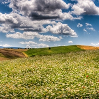 Field Of Flowers