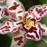 Orchids for fireangls4