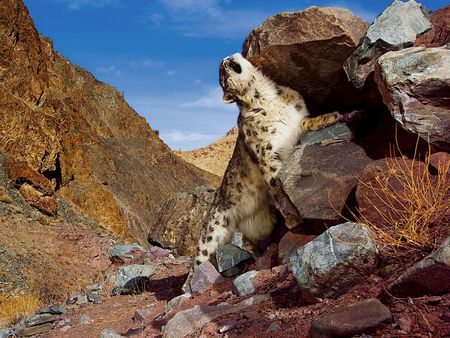 Snow_Leopard_Scratch - wildcat, leopard, animal, rock, bigcat, snow, sky