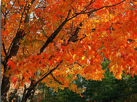 Autumn branches - red, sunlight, gold, orange, tree, branches, color, autumn