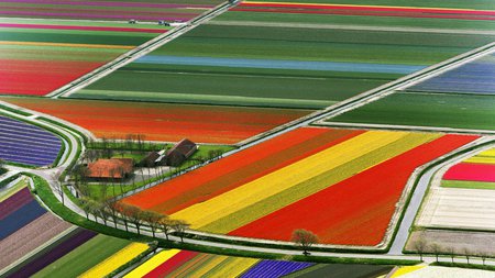 Tulip carpets - fields, air, tulips, image, nature, picture, view, colours, holland, top, colors, tulip, flowers, photo, photograph, colourful