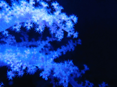 Corals (for Jackii) - water, blue, image, photography, sea, colors, ocean, photograph, colours, black, picture, underwater, corals, wall, wallpaper