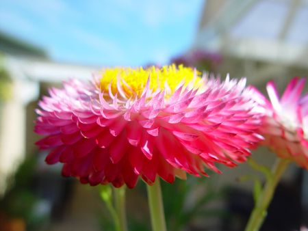 Pink paper daisy (for Margarita Maria) - image, daisy, wallpaper, nature, picture, yellow, wall, pink, colors, photo, flower