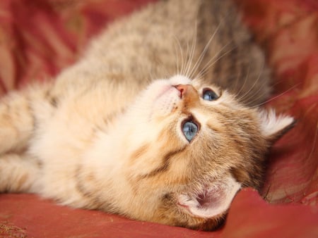 Relaxing kitten - animal, sweet, cat, kitten