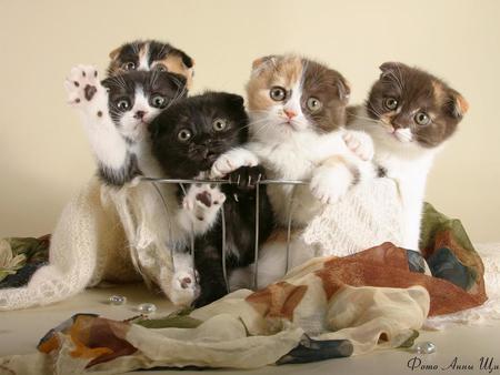 Cat collection - sweet, cat, animal, kitten