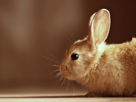 Bunny - rabbit, animal, rodent, nature, bunny