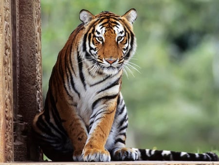 Majestic tiger - feline, tiger, wild, big cat, wildlife