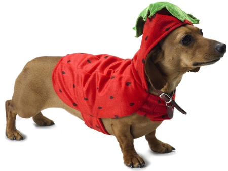 Red dressed puppy - animal, sweet, puppy, dog