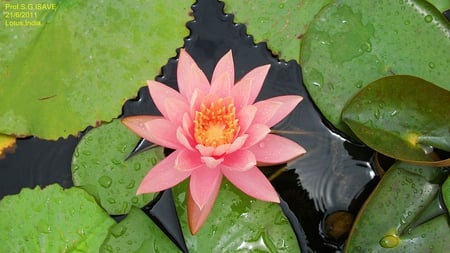 Lotus - india, indian national flower, flowers, lord buddha, pune