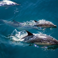 Dolphins enjoying freedom