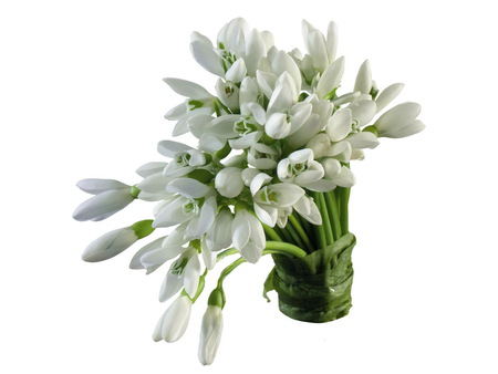 White bouquet - bouquet, white, flower, nature