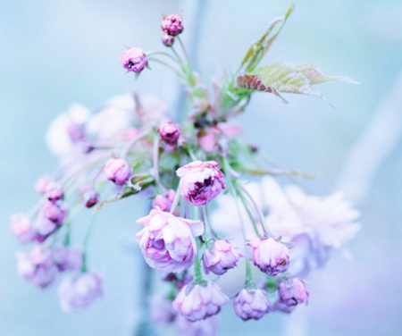 Sky flower - abstract, fun, blue, simple, flowers, nature, discreet, wallpaper, pastel