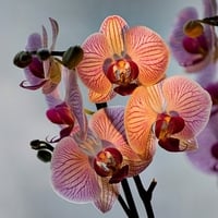 Orchids