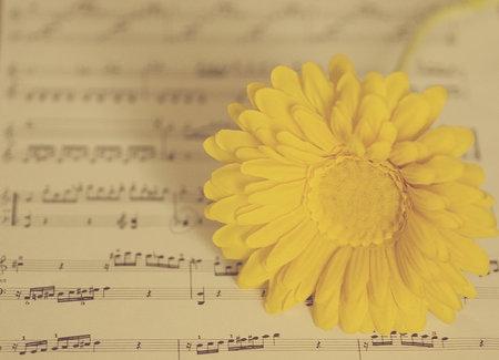 thank you for the music - flower, yellow, still life, music