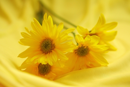 Friendship - yellow, flowers, friendship, still life, daisies