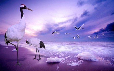 Lilac nature - sky, purple, beach, birde, sea, lilac