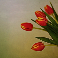 tulips