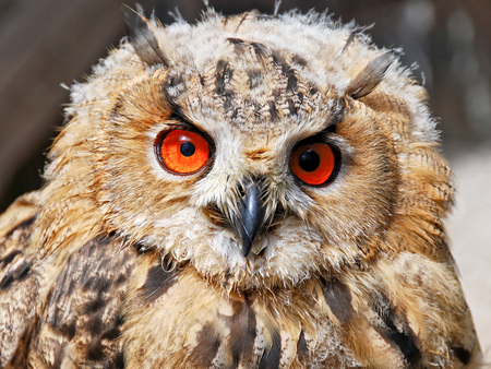 Owl - animal, eye, owl, bird