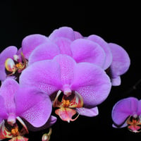 Orchids