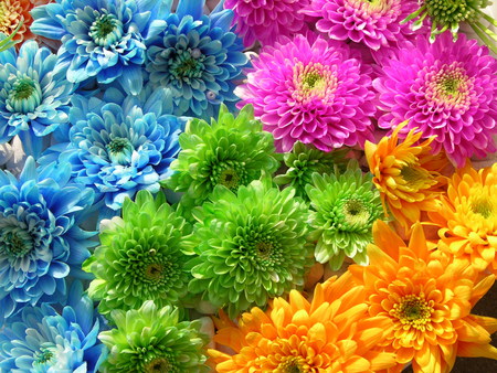 MUMS THE WORD - flowers, mums, word, wallpaper