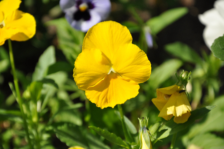 Yellow pansy - pansy, flower, nature, plant