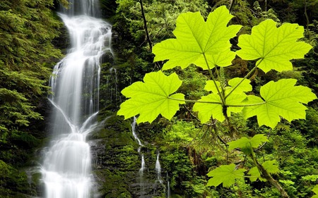 Boulder River Falls - falls, forest, river, water, waterfalls, boulder