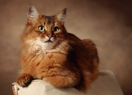 Cat - pretty, animal, kitten, mug, nice, beautiful, photography, furball, sweetie, beauty, lovely, cool, sweet, cat, spoiled, feline, cute