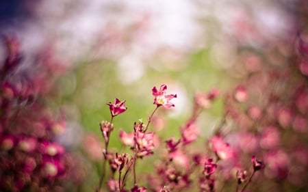 In The Wind - flowers, nature, beautiful, pink flowers, pink